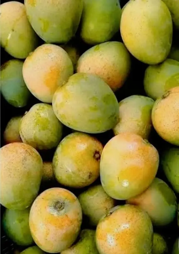 হিমসাগর আম ১২ কেজি