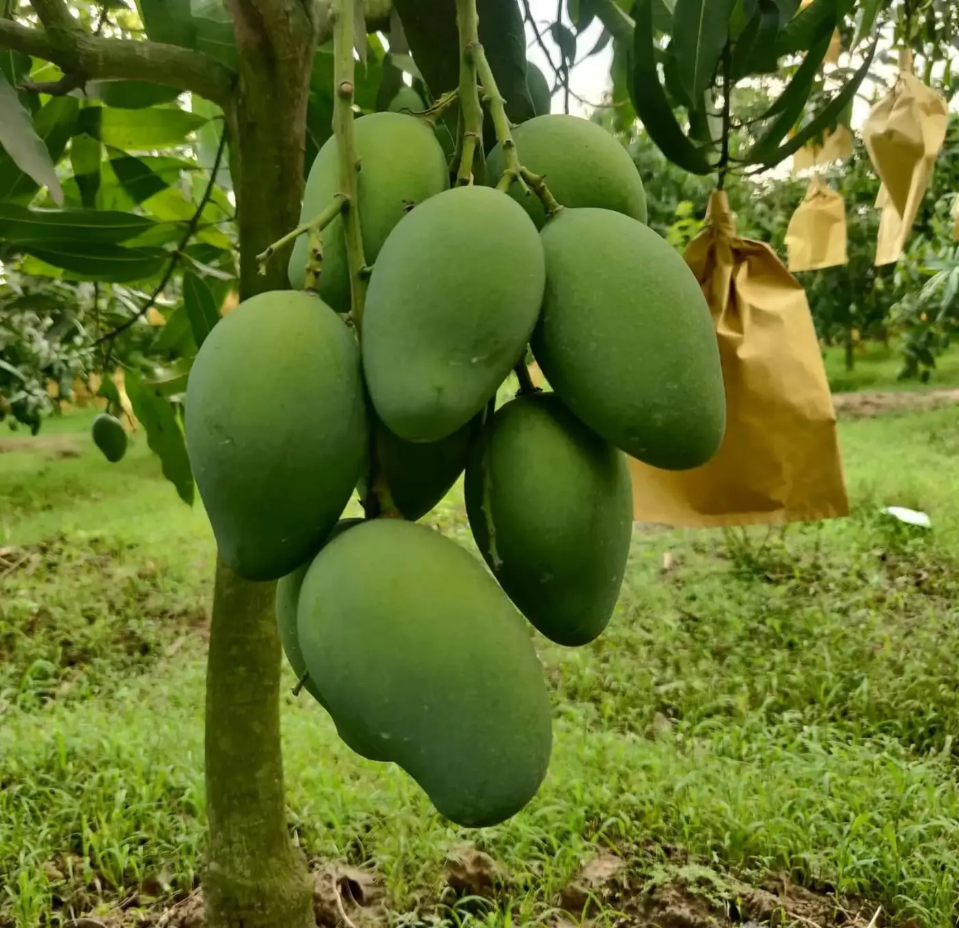 আম রুপালি আম ১২ কেজি