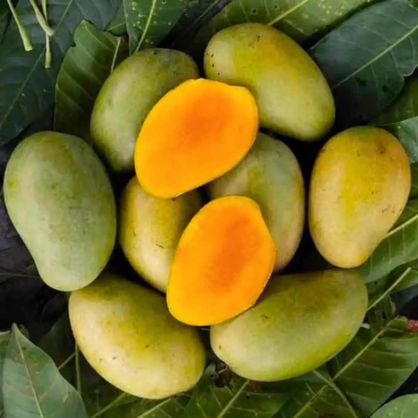 আম রুপালি আম ২২ কেজি