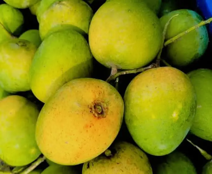 হিমসাগর আম ২২ কেজি