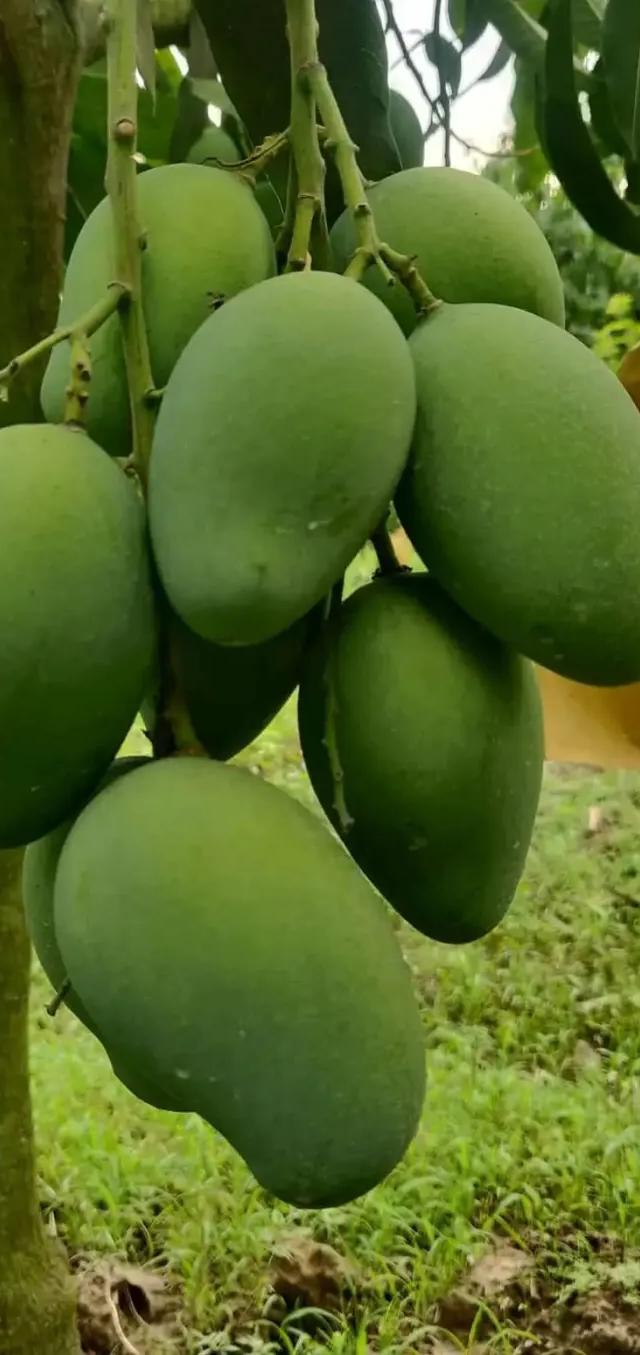আম রুপালি আম ১২ কেজি
